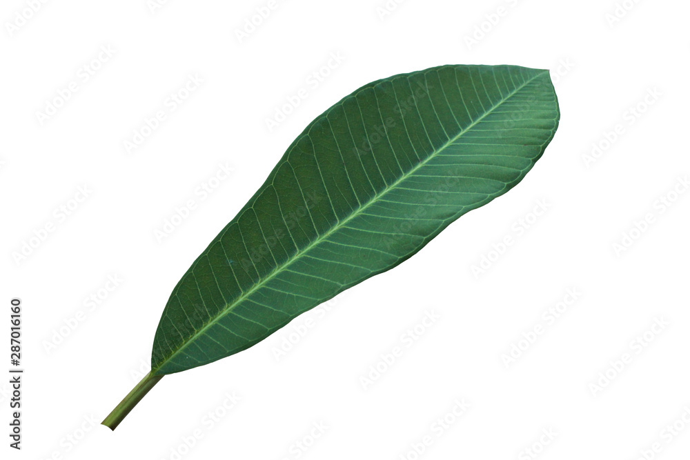 Obraz premium Solated​ Plumeria​ leaves​ on​ white​ background.​ green​ leave on​ white​ background.