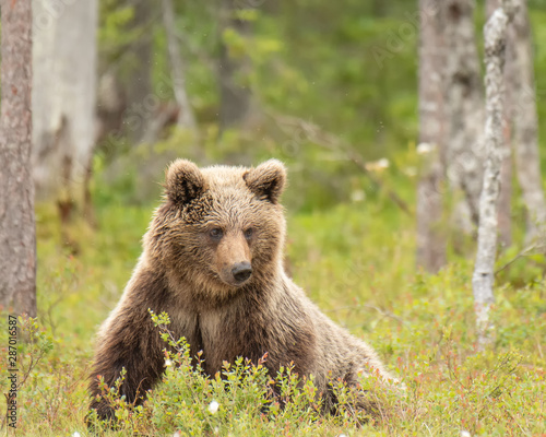 Young Brown bear (Ursus arctos) lying down on a Finnish bog