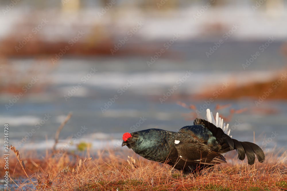 Gorgeous lekking male Black Grouse (Tetrao tetrix) early in the morning Gorgeous lekking male Black Grouse (Tetrao tetrix) early in the morning