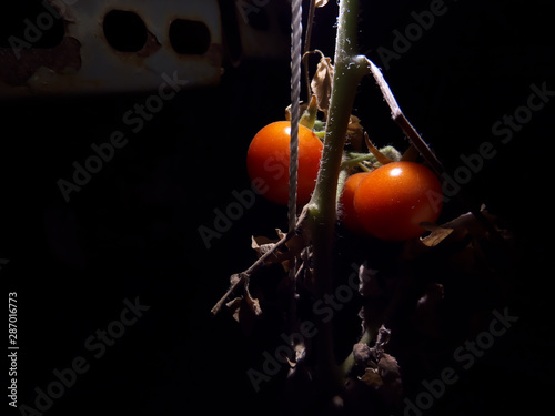 Planta de tomates cherry en la noche