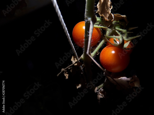 Planta de tomates cherry en la noche