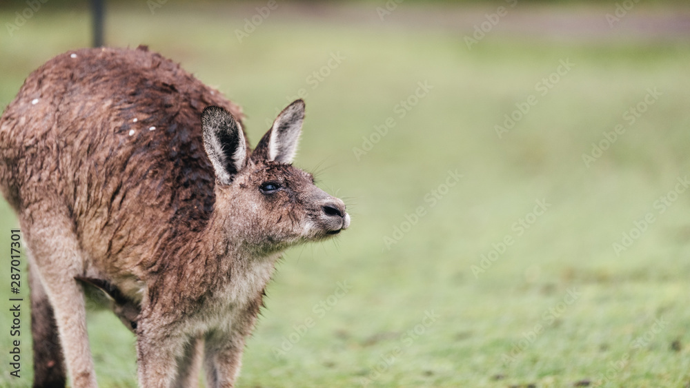 Kangroos at the beach