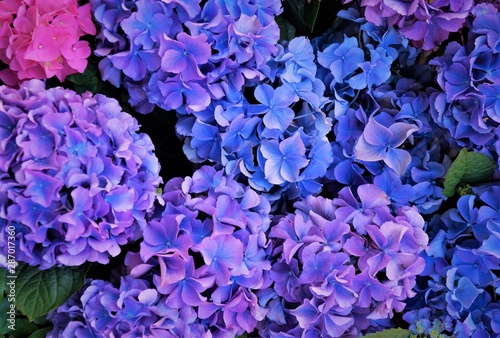 blue hydrangea flowers  purple. 