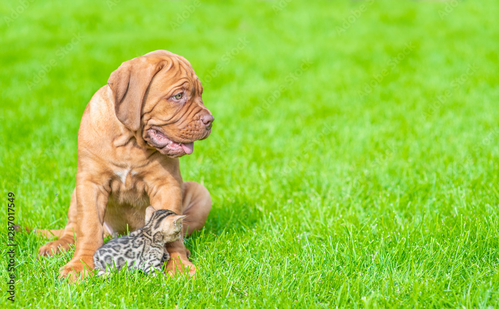 Mastiff puppy sitting with baby bengal kitten on green summer grass and looking away on empty space Mastiff puppy sitting with baby bengal kitten on green summer grass and looking away on empty space