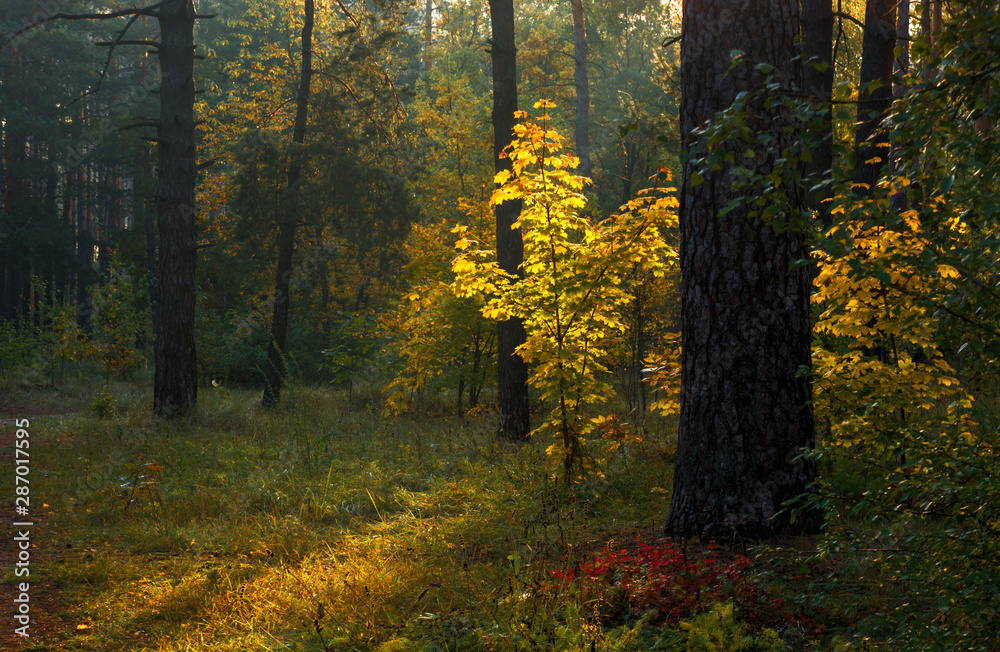 Obraz premium Forest. Sunny morning. Nice autumn weather. Beautiful autumn colors.