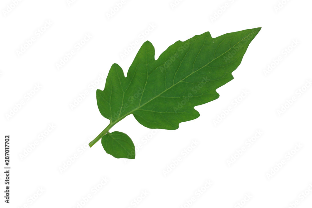 Fototapeta premium isolated​ tomato leaf​ on​ white​ background.​ green​ leaves​ on​ white​ background.