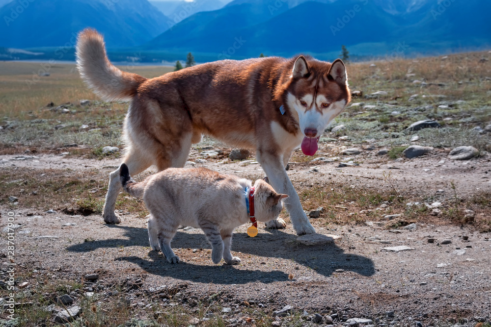 Foto de Cat and dog. Friends husky Dog and cat walk along the road