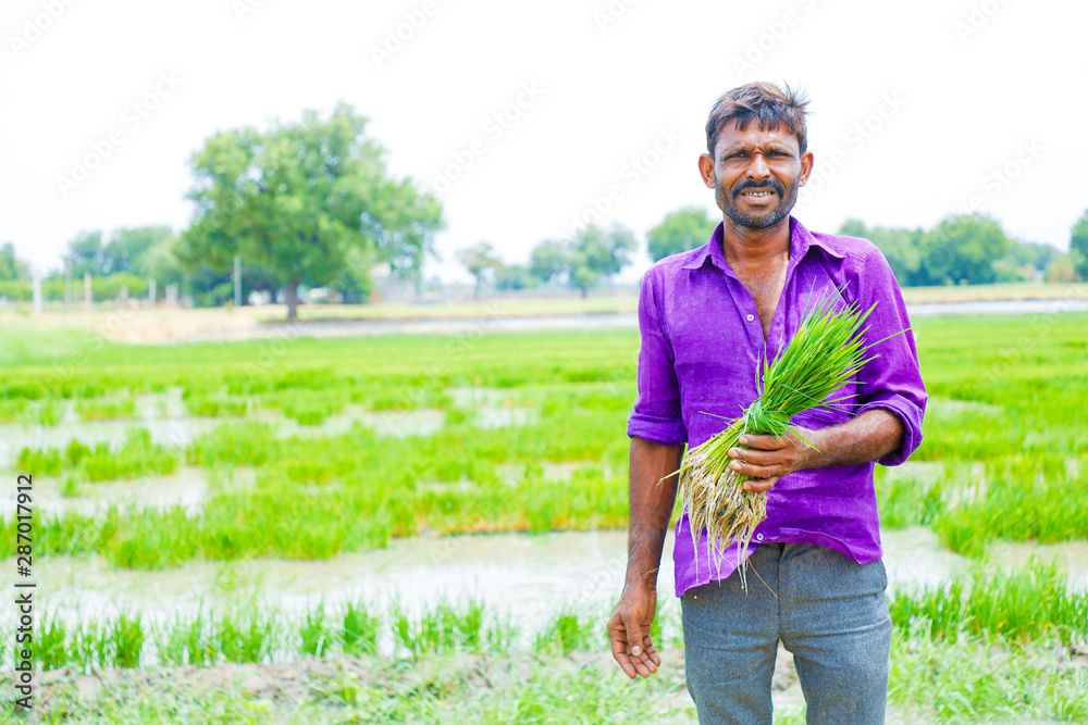 Fototapeta premium Indian labor holding rice field in farm