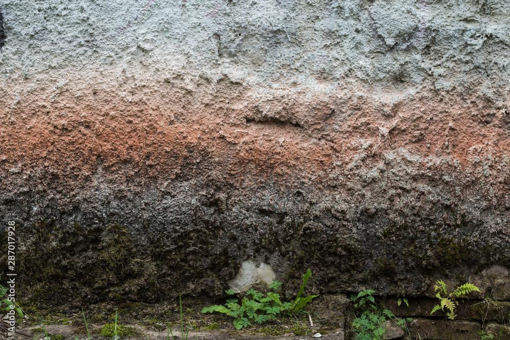 moss on concrete wall