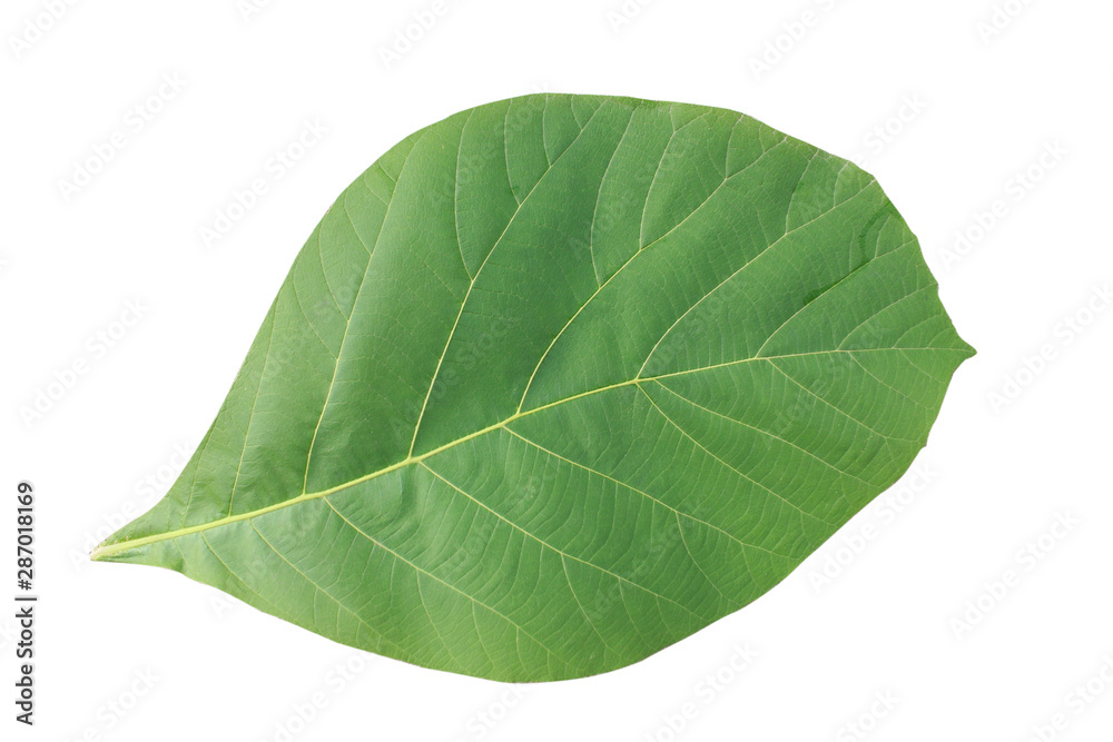 Obraz premium teak​ leaf​ isolated​ on​ white​ background.