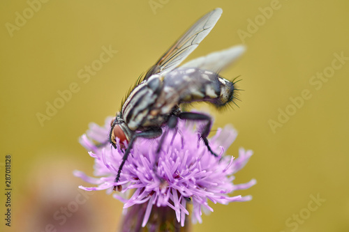 Close-up of a fly sitting on purple knapweed wild flower against natural background