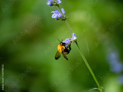 Japanese bumble bee on lavender flowers 2