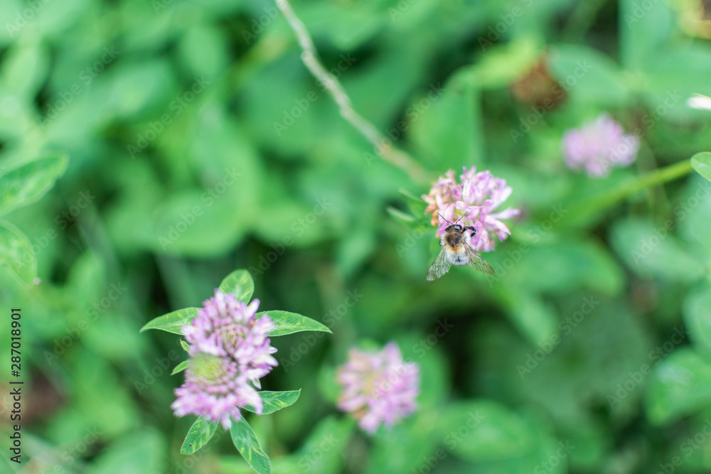 Bumblebee collects nectar in a clover flower Bumblebee collects nectar in a clover flower