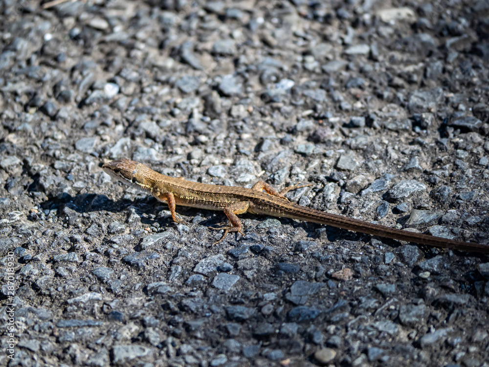 Japanese grass lizard on a walking path 1 Japanese grass lizard on a walking path 1