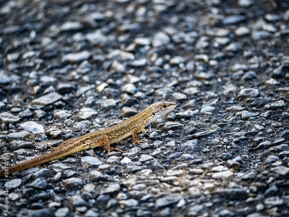 Japanese grass lizard on a walking path 5 Japanese grass lizard on a walking path 5