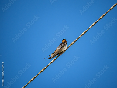 Japanese barn swallow perched on a power line 6 photo