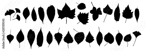 Set of Dry Black Autumn Leaves Isolated on White Background