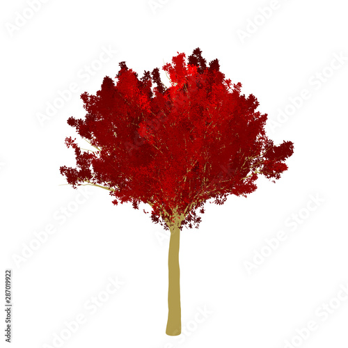 Red maple tree 2D rendering graphic picture isolated on white background. For decorating the garden and forest.