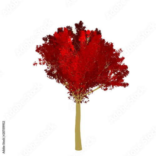 Red maple tree 2D rendering graphic picture isolated on white background. For decorating the garden and forest.
