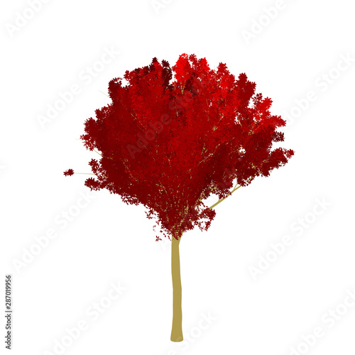 Red maple tree 2D rendering graphic picture isolated on white background. For decorating the garden and forest.