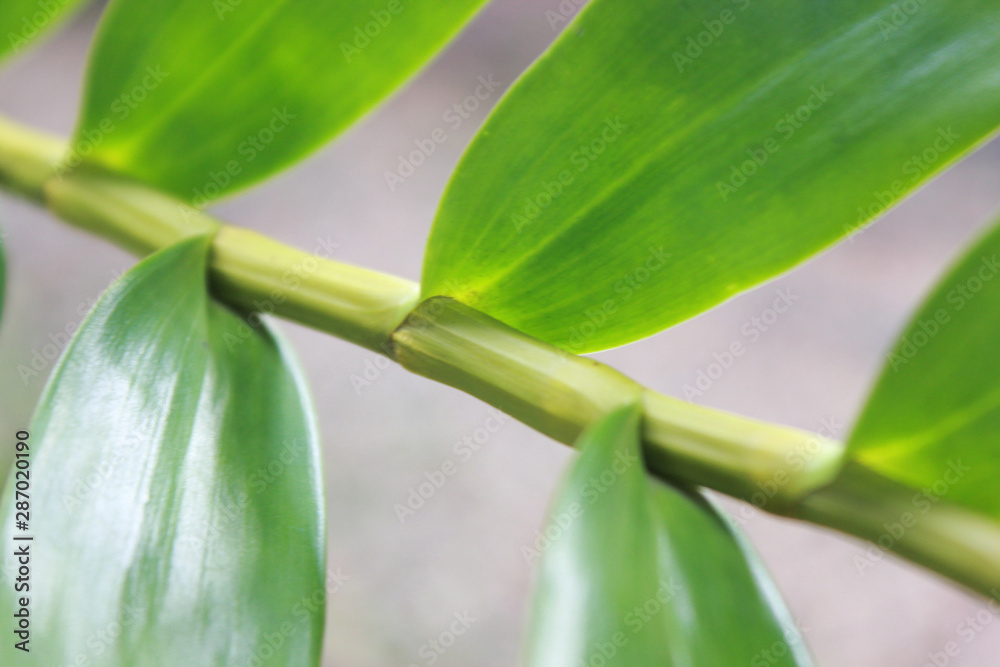closeup​ orchid flower branches.​ closeup​ green​ leaves​ background.