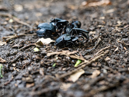 group of silpha perforata beetles photo