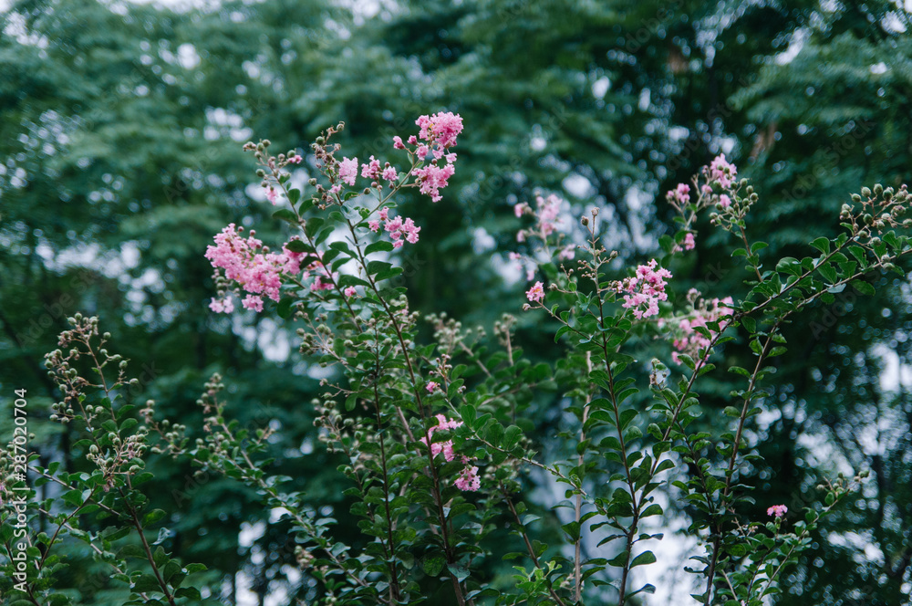 Obraz premium Crape myrtle flowers blooming in summer