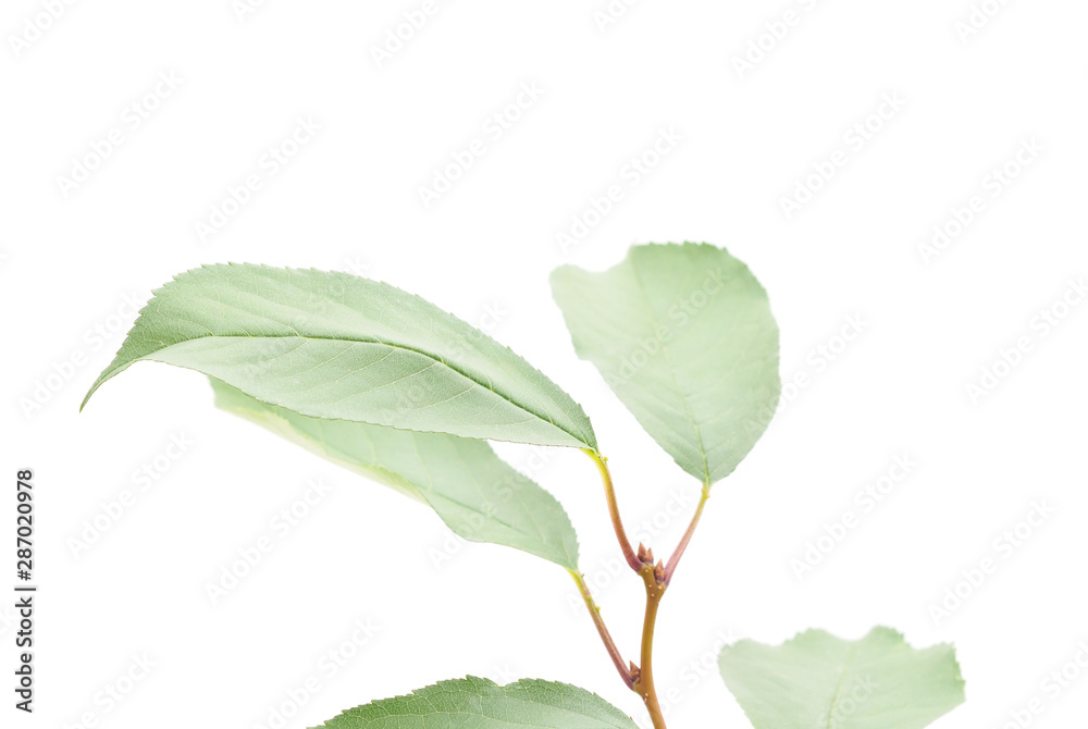 Beautiful green leaves. Beautiful green leaves.