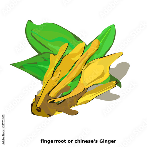 Fingerroot (Zingiberaceae) or Chinese's Ginger. Plant food component. Asian herbal, have medicinal properties And alternative medicine