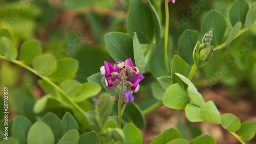 Wallpaper Mural wildflowers mouse peas background of green meadow grasses Torontodigital.ca