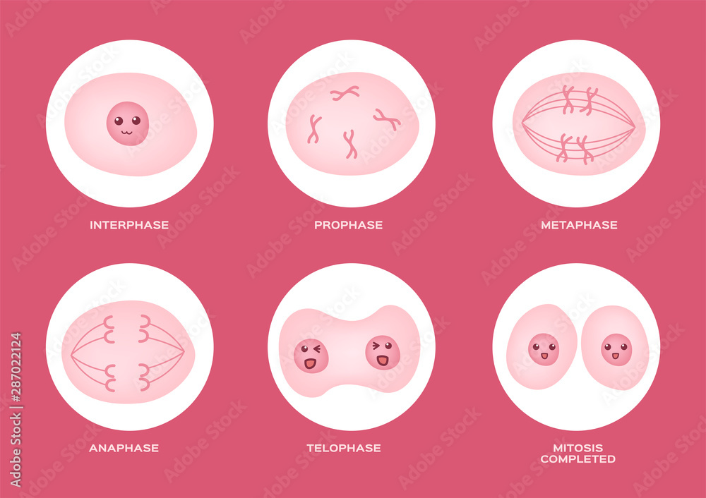 mitosis, the process of cell division and multiplication vector . pink color of mitosis cell