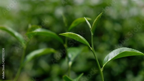 The amount of tea leaves blown by the wind, blurred tea farm background