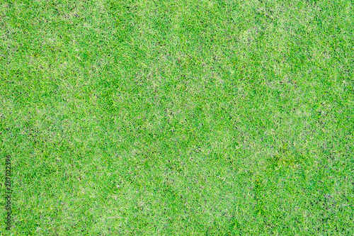 Green grass texture pattern background golf course turf lawn from top view in bright yellow green color