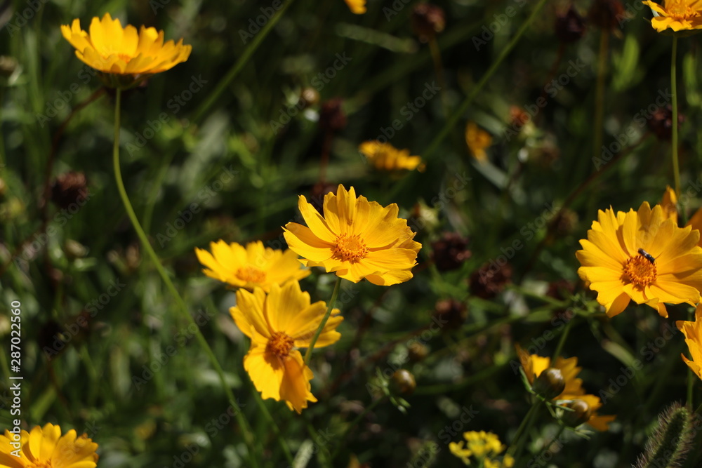 beautiful garden flowers beautiful garden flowers