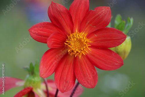 beautiful garden flowers