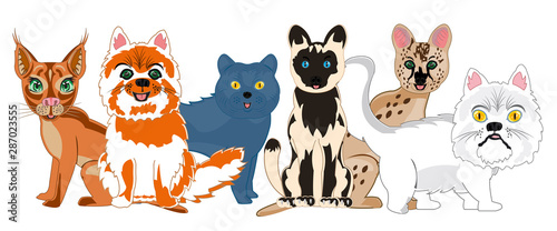 Vector illustration of the cartoon pets sorts cat