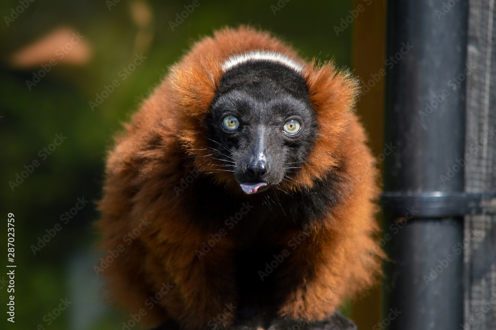 Obraz premium red ruffed lemur