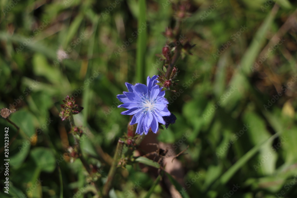 beautiful wildflowers, bees on flowers beautiful wildflowers, bees on flowers