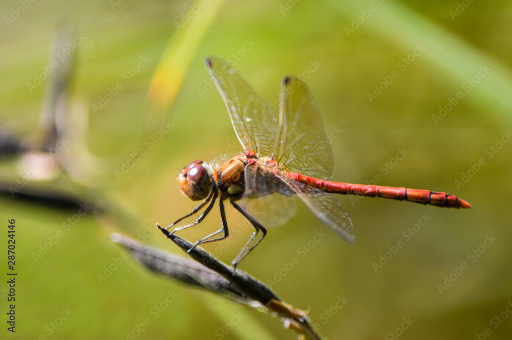 close up of dragonfly close up of dragonfly