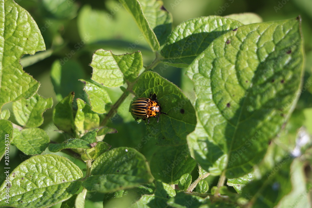 сolorado potato beetle on potato bush сolorado potato beetle on potato bush