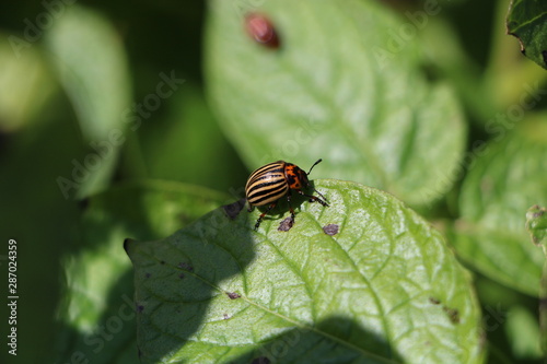 сolorado potato beetle on potato bush