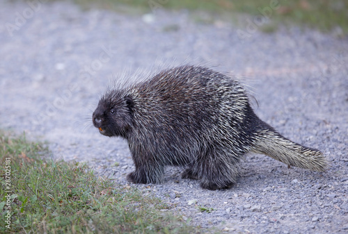 Porcupine walking along the trail in summer in Canada