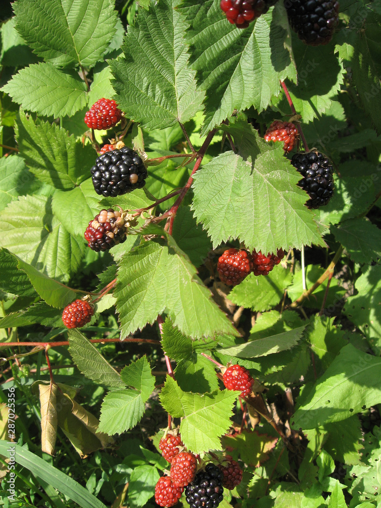 Blackberry grows in the garden. Ripe and unripe blackberry on a background of berry bush. Natural pharmacy. Organic food. Pantry vitamins Blackberry grows in the garden. Ripe and unripe blackberry on a background of berry bush. Natural pharmacy. Organic food. Pantry vitamins