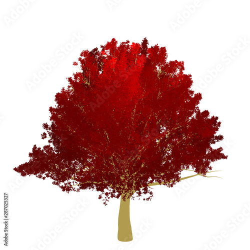 Red maple tree 2D rendering graphic picture isolated on white background. For decorating the garden and forest.
