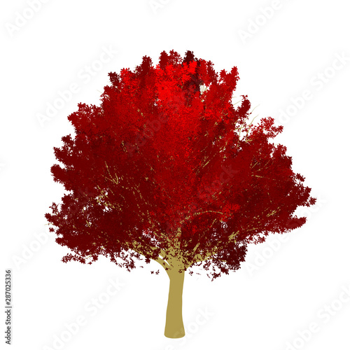 Red maple tree 2D rendering graphic picture isolated on white background. For decorating the garden and forest.