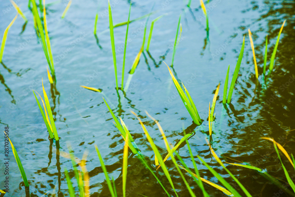 Rice field on landscape background in India Rice field on landscape background in India