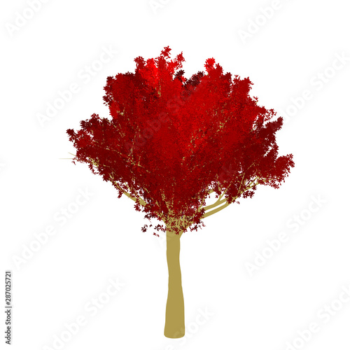 Red maple tree 2D rendering graphic picture isolated on white background. For decorating the garden and forest.