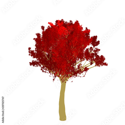 Red maple tree 2D rendering graphic picture isolated on white background. For decorating the garden and forest.