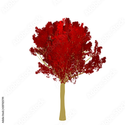Red maple tree 2D rendering graphic picture isolated on white background. For decorating the garden and forest.