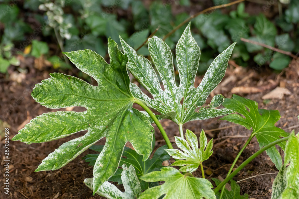 The leaf of a Fatsia japonica 'Spider's Web' plant The leaf of a Fatsia japonica 'Spider's Web' plant